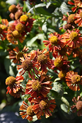 Ruby Tuesday Sneezeweed (Helenium 'Ruby Tuesday') at Make It Green Garden Centre