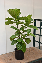 Fiddle Leaf Fig (Ficus lyrata) at Make It Green Garden Centre