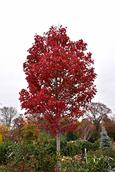 October Glory Red Maple (Acer rubrum 'October Glory') at Make It Green Garden Centre