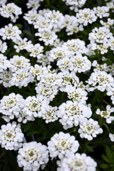 Purity Candytuft (Iberis sempervirens 'Purity') at Make It Green Garden Centre