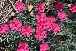Paint The Town Magenta Pinks (Dianthus 'Paint The Town Magenta') at Make It Green Garden Centre