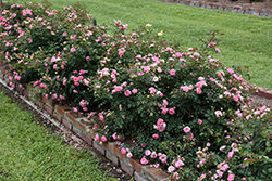 Sweet Drift Rose (Rosa 'Meiswetdom') at Make It Green Garden Centre