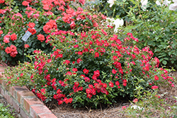 Red Drift Rose (Rosa 'Meigalpio') at Make It Green Garden Centre