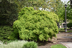 Cutleaf Japanese Maple (Acer palmatum 'Dissectum Viridis') at Make It Green Garden Centre