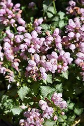 Pink Pewter Spotted Dead Nettle (Lamium maculatum 'Pink Pewter') at Make It Green Garden Centre