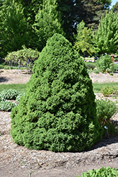 Dwarf Alberta Spruce (Picea glauca 'Conica') at Make It Green Garden Centre