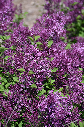 Bloomerang Dark Purple Lilac (Syringa 'SMSJBP7') at Make It Green Garden Centre