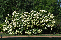 Limelight Hydrangea (Hydrangea paniculata 'Limelight') at Make It Green Garden Centre