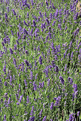 Big Time Blue Lavender (Lavandula angustifolia 'Armtipp01') at Make It Green Garden Centre