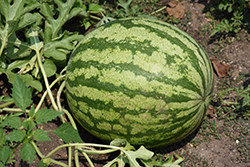 Watermelon (Citrullus lanatus) at Make It Green Garden Centre
