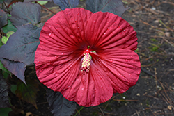 Summerific Holy Grail Hibiscus (Hibiscus 'Holy Grail') at Make It Green Garden Centre