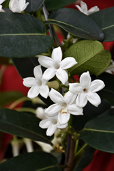 Madagascar Jasmine (Stephanotis floribunda) at Make It Green Garden Centre