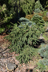 Red Cone Spruce (Picea abies 'Acrocona') at Make It Green Garden Centre