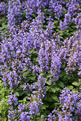 Purrsian Blue Catmint (Nepeta x faassenii 'Purrsian Blue') at Make It Green Garden Centre