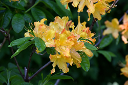 Golden Lights Azalea (Rhododendron 'Golden Lights') at Make It Green Garden Centre