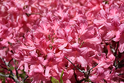 Rosy Lights Azalea (Rhododendron 'Rosy Lights') at Make It Green Garden Centre