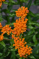 Butterfly Weed (Asclepias tuberosa) at Make It Green Garden Centre