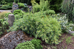 Niagara Falls Eastern White Pine (Pinus strobus 'Niagara Falls') at Make It Green Garden Centre