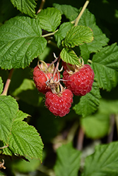 Raspberry Shortcake Raspberry (Rubus 'NR7') at Make It Green Garden Centre