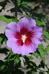 Purple Pillar Rose of Sharon (Hibiscus syriacus 'Gandini Santiago') at Make It Green Garden Centre