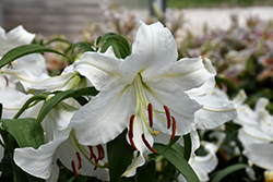 Casa Blanca Lily (Lilium 'Casa Blanca') at Make It Green Garden Centre