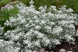 Silver Brocade Artemisia (Artemisia stelleriana 'Silver Brocade') at Make It Green Garden Centre