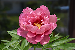 Pink Double Dandy Peony (Paeonia 'Pink Double Dandy') at Make It Green Garden Centre