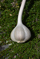 Garlic (Allium sativum) at Make It Green Garden Centre