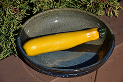 Yellow Zucchini (Cucurbita pepo var. cylindrica 'Yellow') at Make It Green Garden Centre