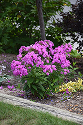 Flame Lilac Garden Phlox (Phlox paniculata 'Flame Lilac') at Make It Green Garden Centre
