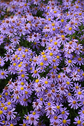 Kickin Lilac Blue Aster (Symphyotrichum 'Kickin Lilac Blue') at Make It Green Garden Centre