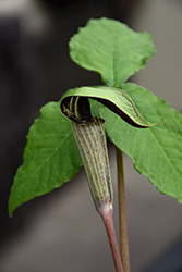 Jack-In-The-Pulpit (Arisaema triphyllum) at Make It Green Garden Centre
