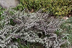 Pewter Lace Painted Fern (Athyrium nipponicum 'Pewter Lace') at Make It Green Garden Centre
