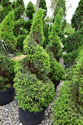 Dwarf Alberta Spruce (Picea glauca 'Conica (spiral)') at Make It Green Garden Centre