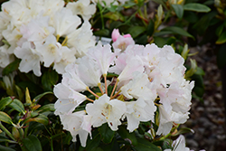 Yaku Princess Rhododendron (Rhododendron yakushimanum 'Yaku Princess') at Make It Green Garden Centre