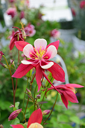 Origami Red and White Columbine (Aquilegia 'Origami Red and White') at Make It Green Garden Centre