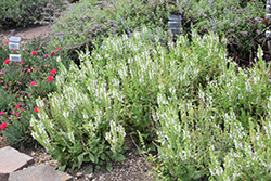 White Profusion Meadow Sage (Salvia nemorosa 'White Profusion') at Make It Green Garden Centre