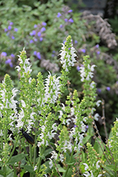 White Profusion Meadow Sage (Salvia nemorosa 'White Profusion') at Make It Green Garden Centre