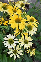 Color Coded Yellow My Darling Coneflower (Echinacea 'Yellow My Darling') at Make It Green Garden Centre