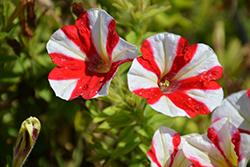 Peppy Red Petunia (Petunia 'Peppy Red') at Make It Green Garden Centre