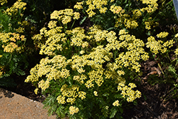 Milly Rock Yellow Yarrow (Achillea millefolium 'FLORACHYEo') at Make It Green Garden Centre