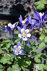 Origami Blue and White Columbine (Aquilegia 'Origami Blue and White') at Make It Green Garden Centre
