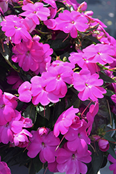 SunPatiens Compact Lilac New Guinea Impatiens (Impatiens 'SakimP063') at Make It Green Garden Centre