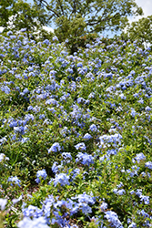 Imperial Blue Plumbago (Plumbago auriculata 'Imperial Blue') at Make It Green Garden Centre