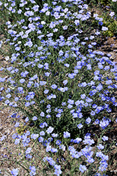 Sapphire Perennial Flax (Linum perenne 'Sapphire') at Make It Green Garden Centre