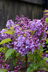 Scentara Double Blue Lilac (Syringa x hyacinthiflora 'SMNSHBBL') at Make It Green Garden Centre