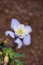 Earlybird Blue and White Columbine (Aquilegia 'PAS1258485') at Make It Green Garden Centre