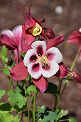 Earlybird Red and White Columbine (Aquilegia 'PAS1258484') at Make It Green Garden Centre