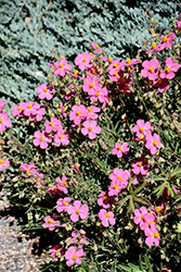 Wisley Pink Rock Rose (Helianthemum nummularium 'Wisley Pink') at Make It Green Garden Centre