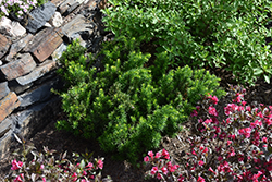 Morden Japanese Yew (Taxus cuspidata 'Morden') at Make It Green Garden Centre